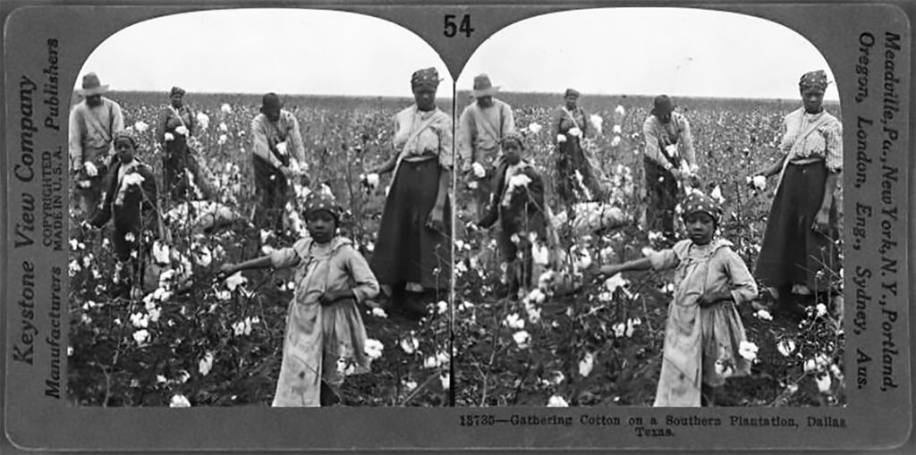 Stereograph of African Americans in Texas gathering cotton on a cotton plantation. The image shows six people (including two children) in the act of pulling cotton tufts from the plant. Three of the six people are facing the camera.